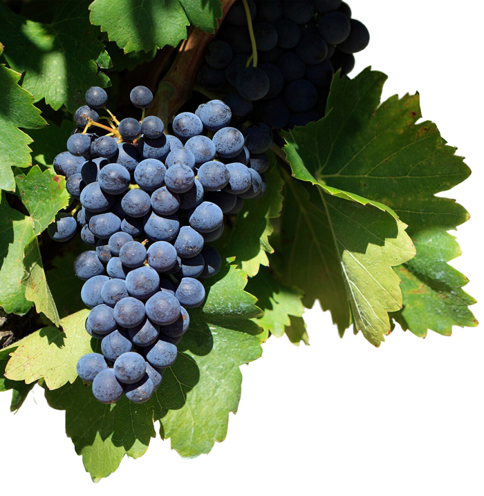 Uvas